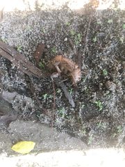 Cryptotympana atrata