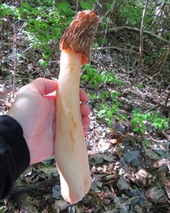 Verpa bohemica