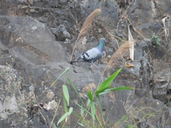 Columba livia domestica