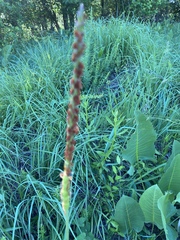 Tripsacum dactyloides