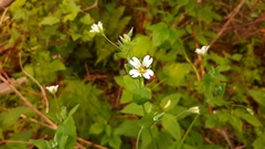 Cerastium davuricum