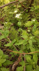 Cerastium davuricum