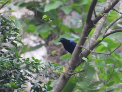 Myophonus horsfieldii