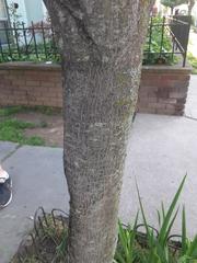 Amelanchier arborea