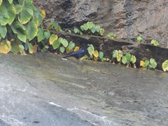 Myophonus horsfieldii