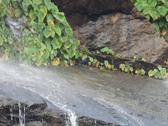 Myophonus horsfieldii