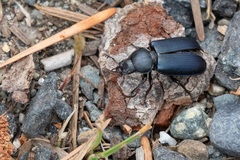 Platycerus oregonensis