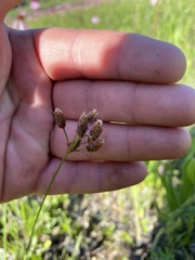 Fimbristylis puberula