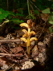 Orobanche salviae