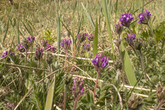 Oxytropis erecta