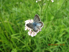 Aricia nicias