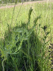 Lithospermum virginianum