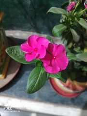 Catharanthus roseus
