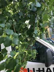 Tilia cordata