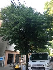 Tilia cordata