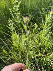 Liatris squarrosa