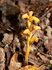 Orobanche salviae