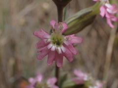 Silene scouleri scouleri