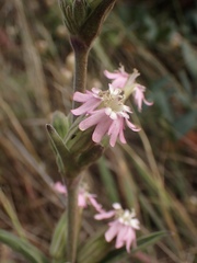 Silene scouleri scouleri
