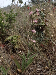 Silene scouleri scouleri