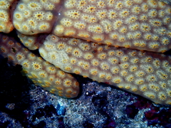 Botrylloides perspicuus