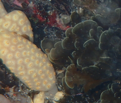 Botrylloides perspicuus