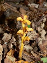 Orobanche salviae