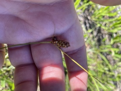 Carex granularis