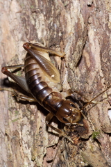 Hemiandrus pallitarsis