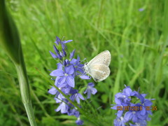 Aricia nicias