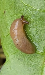 Deroceras reticulatum