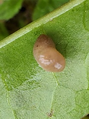 Deroceras reticulatum
