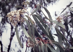 Eucalyptus persistens