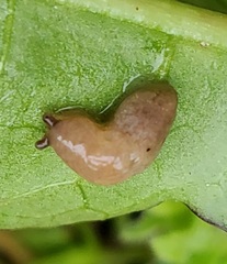 Deroceras reticulatum