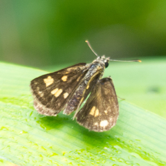 Ampittia dioscorides camertes