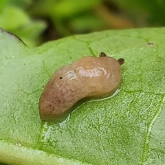 Deroceras reticulatum