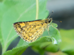 Ampittia dioscorides camertes