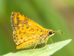 Ampittia dioscorides camertes