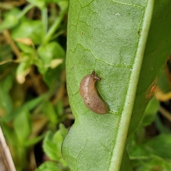 Deroceras reticulatum