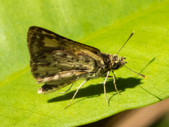 Ampittia dioscorides camertes