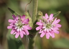 Silene scouleri scouleri