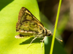 Ampittia dioscorides camertes
