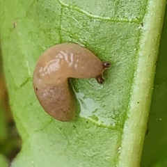 Deroceras reticulatum