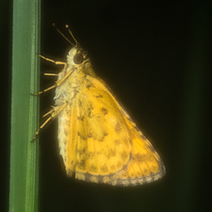 Ampittia dioscorides camertes