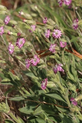 Silene scouleri scouleri