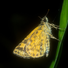 Ampittia dioscorides camertes