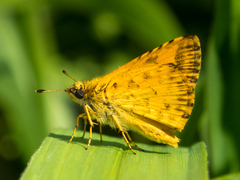 Ampittia dioscorides camertes