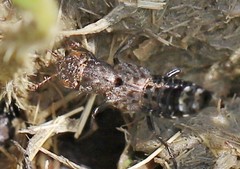 Ontholestes murinus