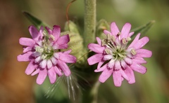 Silene scouleri scouleri