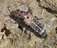 Ontholestes murinus
